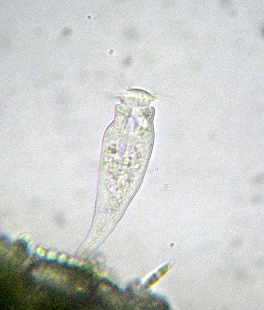 Scyphidia sp